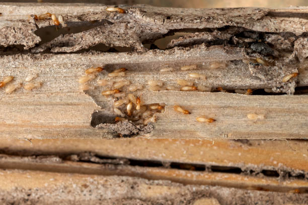 Best Affordable Pest Control Services  in Union Grove, WI